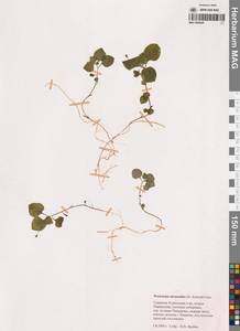 Peracarpa carnosa (Wall.) Hook.fil. & Thomson, Siberia, Russian Far East (S6) (Russia)