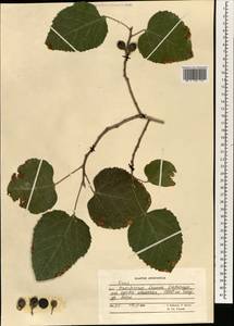 Ficus, South Asia, South Asia (Asia outside ex-Soviet states and Mongolia) (ASIA) (Afghanistan)