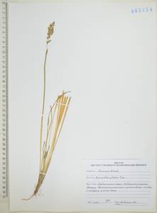 Anthoxanthum glabrum (Trin.) Veldkamp, Siberia, Russian Far East (S6) (Russia)