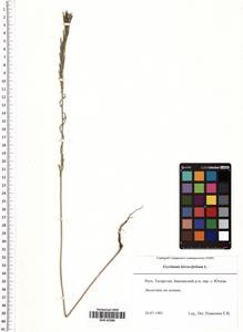 Erysimum odoratum Ehrh., Eastern Europe, Middle Volga region (E8) (Russia)