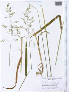 Milium effusum L., Siberia, Baikal & Transbaikal region (S4) (Russia)