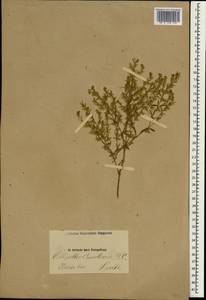 Callipeltis cucullaris (L.) DC., South Asia, South Asia (Asia outside ex-Soviet states and Mongolia) (ASIA) (Iran)