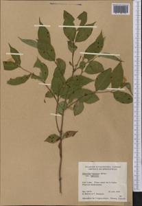 Diervilla lonicera Mill., America (AMER) (Canada)