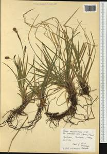 Carex sempervirens Vill., Western Europe (EUR) (Spain)