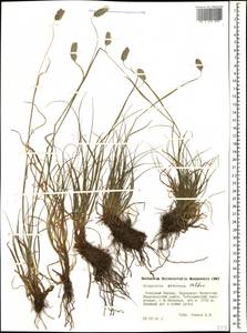 Alopecurus ponticus K.Koch, Caucasus, Stavropol Krai, Karachay-Cherkessia & Kabardino-Balkaria (K1b) (Russia)