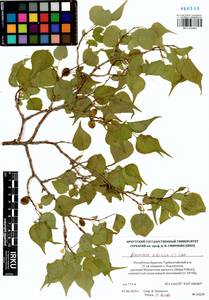 Prunus sibirica L., Siberia, Baikal & Transbaikal region (S4) (Russia)