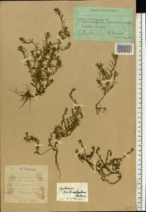 Lythrum tribracteatum Spreng., Eastern Europe, Lower Volga region (E9) (Russia)