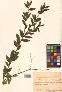Ilex rugosa F.Schmidt, Siberia, Russian Far East (S6) (Russia)