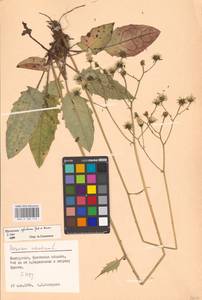 Hieracium sylvaticum, Eastern Europe, Belarus (E3a) (Belarus)