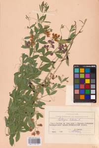 Lathyrus tuberosus L., Eastern Europe, Rostov Oblast (E12a) (Russia)