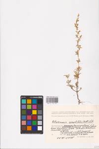 Petrosimonia oppositifolia (Pall.) Litv., Eastern Europe, Lower Volga region (E9) (Russia)