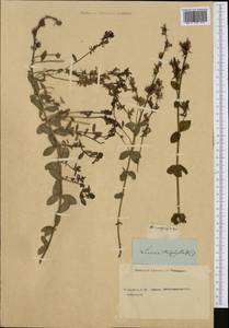 Linaria triphylla (L.) Mill., Botanic gardens and arboreta (GARD) (Russia)