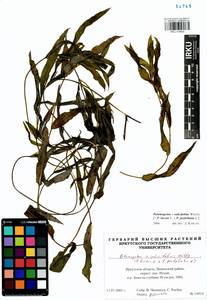 Potamogeton salicifolius Wolfg., Siberia, Baikal & Transbaikal region (S4) (Russia)