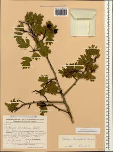 Crataegus orientalis subsp. orientalis, Caucasus, Armenia (K5) (Armenia)