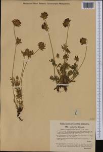 Anthyllis vulneraria subsp. rubriflora (DC.)Arcang., Western Europe (EUR) (Croatia)