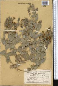Trichodesma incanum (Bunge) A. DC., Middle Asia, Western Tian Shan & Karatau (M3) (Kazakhstan)