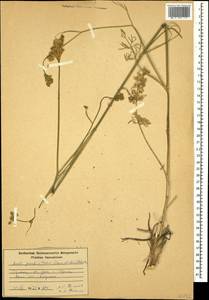 Seseli grandivittatum (Sommier & Levier) Schischk., Caucasus, Armenia (K5) (Armenia)
