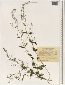 Dicliptera paniculata (Forssk.) I.Darbysh., Africa (AFR) (Ethiopia)