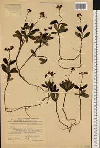 Chimaphila umbellata (L.) W. P. C. Barton, Eastern Europe, Lithuania (E2a) (Lithuania)