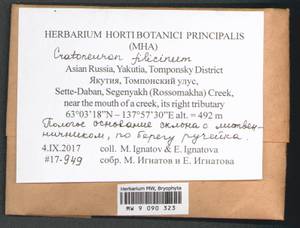 Cratoneuron filicinum (Hedw.) Spruce, Bryophytes, Bryophytes - Yakutia (B19) (Russia)