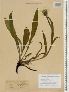 Centaurea cheiranthifolia Willd., Caucasus, North Ossetia, Ingushetia & Chechnya (K1c) (Russia)