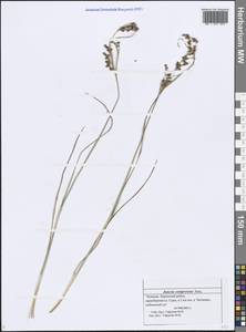 Juncus compressus Jacq., Eastern Europe, Middle Volga region (E8) (Russia)