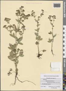 Potentilla norvegica L., Eastern Europe, Northern region (E1) (Russia)