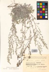 Artemisia hololeuca M. Bieb. ex Besser, Eastern Europe, Lower Volga region (E9) (Russia)