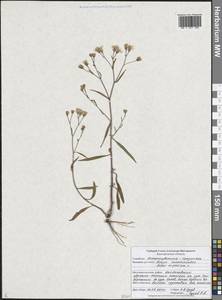 Tripolium pannonicum (Jacq.) Dobrocz., Eastern Europe, Central forest-and-steppe region (E6) (Russia)