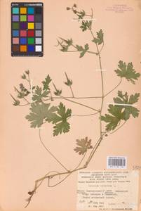 Geranium bohemicum L., Eastern Europe, Eastern region (E10) (Russia)