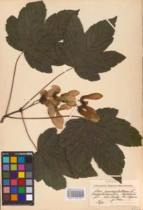 Acer pseudoplatanus L., Eastern Europe, West Ukrainian region (E13) (Ukraine)