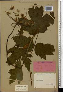 Heracleum asperum (Hoffm.) M. Bieb., Caucasus, Stavropol Krai, Karachay-Cherkessia & Kabardino-Balkaria (K1b) (Russia)