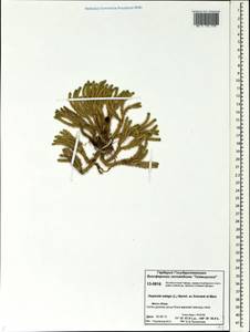 Huperzia selago (L.) Bernh., Siberia, Central Siberia (S3) (Russia)