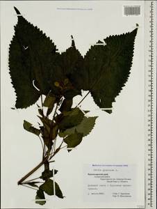 Salvia glutinosa L., Caucasus, Krasnodar Krai & Adygea (K1a) (Russia)