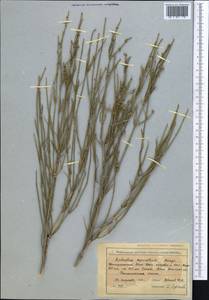 Ephedra equisetina Bunge, Middle Asia, Northern & Central Tian Shan (M4) (Kyrgyzstan)
