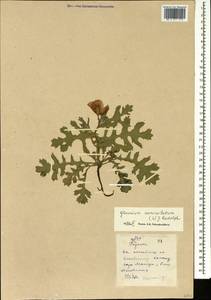 Glaucium corniculatum (L.) Rudolph, Caucasus, Stavropol Krai, Karachay-Cherkessia & Kabardino-Balkaria (K1b) (Russia)