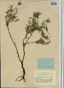 Astragalus syriacus L., Siberia, Yakutia (S5) (Russia)