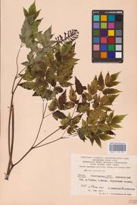 Actaea spicata L., Eastern Europe (no precise locality) (E0)