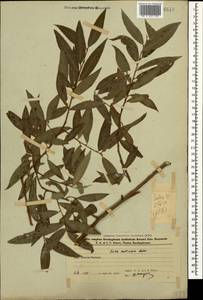 Salix excelsa J.F.Gmel., Caucasus, Azerbaijan (K6) (Azerbaijan)