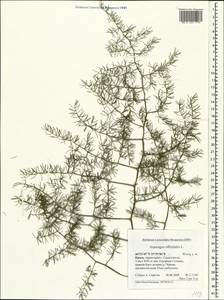 Asparagus officinalis L., Crimea (KRYM) (Russia)