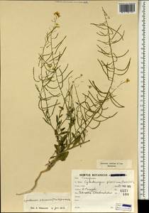 Cymatocarpus pilosissimus (Trautv.) O.E. Schulz, South Asia, South Asia (Asia outside ex-Soviet states and Mongolia) (ASIA) (Iran)