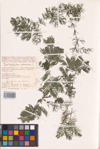 Ceratophyllum demersum L., Eastern Europe, Lower Volga region (E9) (Russia)