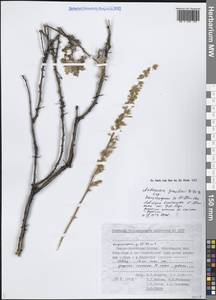 Artemisia gmelinii Weber ex Stechm., Siberia, Yakutia (S5) (Russia)