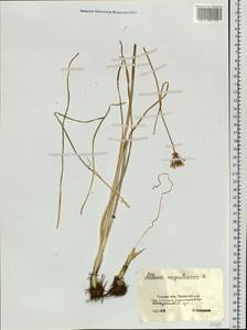 Allium angulosum L., Siberia, Western Siberia (S1) (Russia)