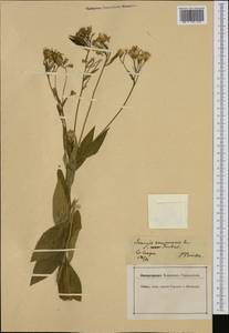 Senecio ovatus (G. Gaertn., E. Mey. & Scherb.) Willd., Western Europe (EUR) (Germany)