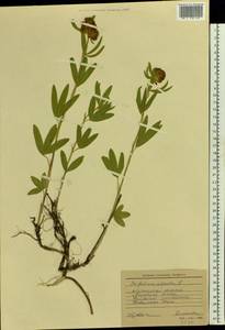 Trifolium alpestre L., Eastern Europe, North Ukrainian region (E11) (Ukraine)