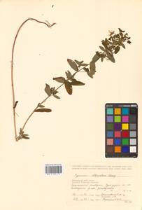 Hypericum attenuatum Fisch. ex Choisy, Siberia, Russian Far East (S6) (Russia)