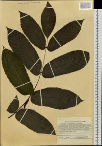 Juglans mandshurica Maxim., Siberia, Russian Far East (S6) (Russia)