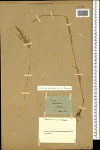 Trisetum flavescens (L.) P.Beauv., Caucasus, Stavropol Krai, Karachay-Cherkessia & Kabardino-Balkaria (K1b) (Russia)