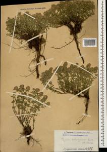 Thymus kotschyanus Boiss. & Hohen., Caucasus, Armenia (K5) (Armenia)
